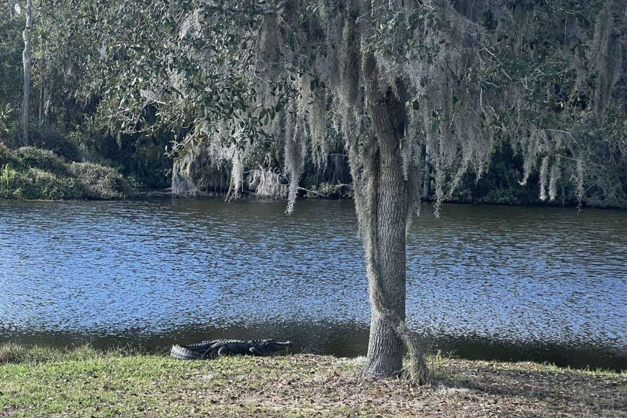 Serene Hideaway Wesley Chapel Bagian luar foto